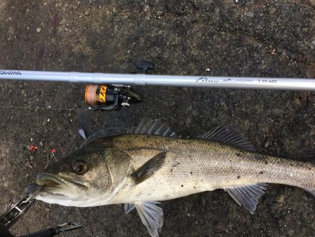 飲ませでスズキ72cm